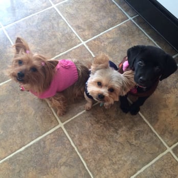 Elegant Pet - Pet Groomers Near Me - Elmwood Park, New Jersey Elegant Pet - Pet Groomers Near Me - Elmwood Park, New Jersey
