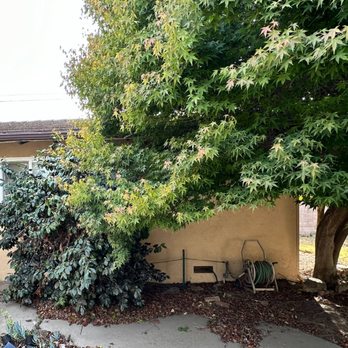 Cut Right Tree Service - Before photo of maple tree overgrown and touching roof and a camellia overgrown. - Tree Services Near Me - Nipomo, California