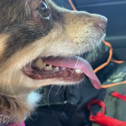 After teeth cleaning with Qualified Pet Dental After teeth cleaning with Qualified Pet Dental