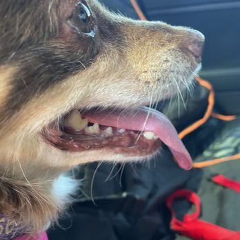 Qualified Pet Dental - After teeth cleaning with Qualified Pet Dental - Veterinarians Near Me - Huntington Beach, California Qualified Pet Dental - After teeth cleaning with Qualified Pet Dental - Veterinarians Near Me - Huntington Beach, California