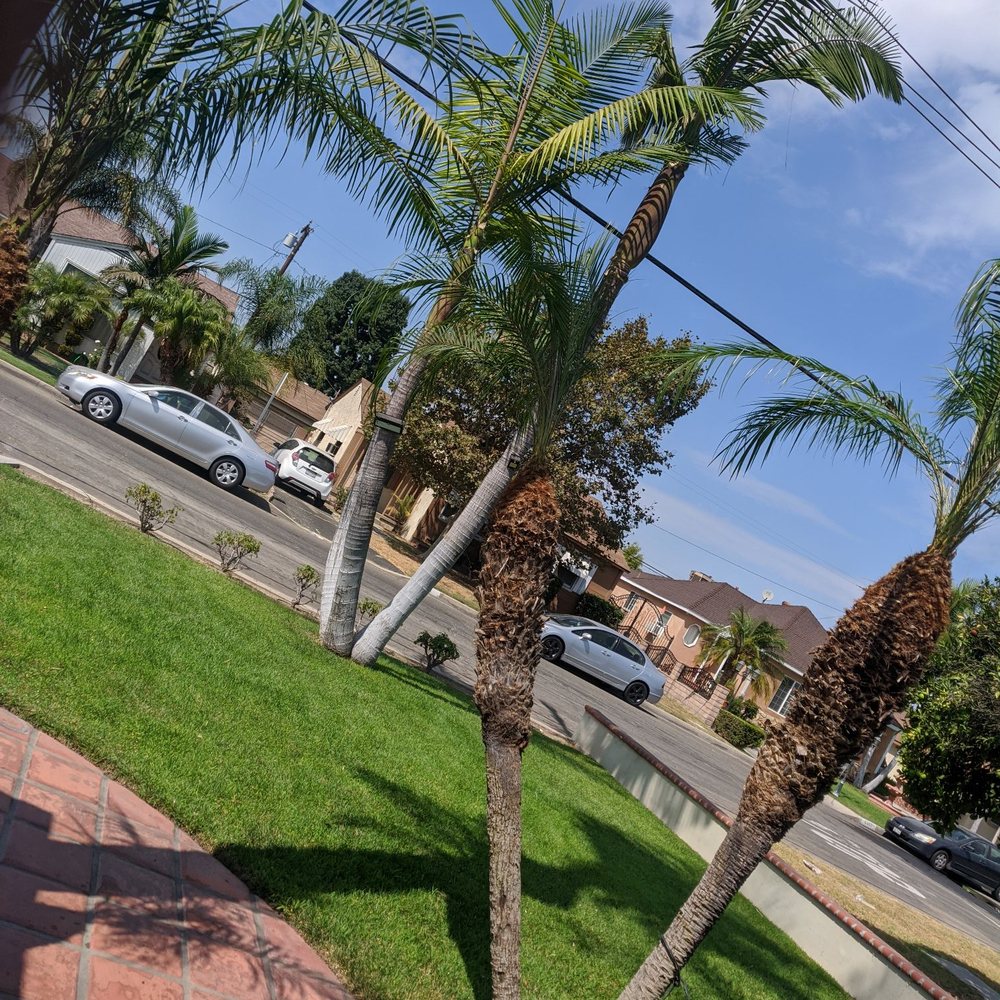 Top Unit Tree Service - trimmed the rest of my pas as well - Tree Services Near Me - Norwalk, California Top Unit Tree Service - trimmed the rest of my pas as well - Tree Services Near Me - Norwalk, California