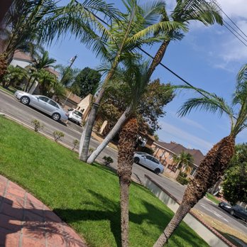 Top Unit Tree Service - trimmed the rest of my pas as well - Tree Services Near Me - Norwalk, California Top Unit Tree Service - trimmed the rest of my pas as well - Tree Services Near Me - Norwalk, California