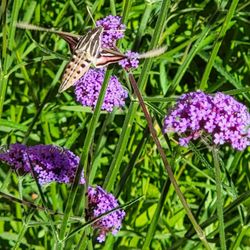 Peak Property Management - Hummingbird moth at BC resort