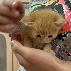Mittens Motel - Kitten