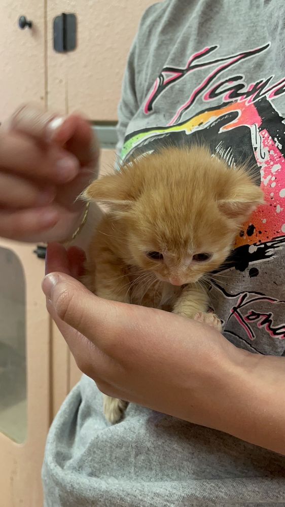 Mittens Motel - pet boarding facility in Portland, OR