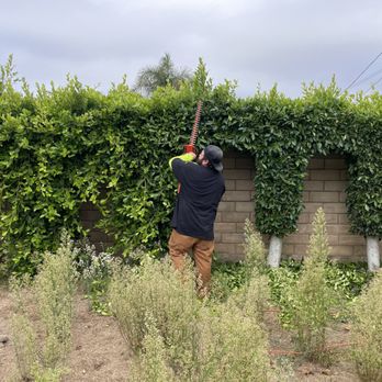 Lead Saw Tree Services  - Tree Services Near Me