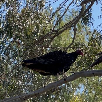 Lake Cunningham Park - Turkey vulture - Parks Near Me - San Jose, California Lake Cunningham Park - Turkey vulture - Parks Near Me - San Jose, California