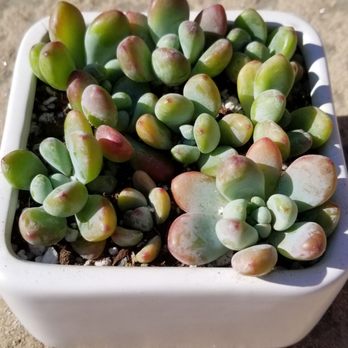 NorCal Succulent Shop - Beautiful blue moonstones. - Nurseries & Gardening Near Me - Martinez, California NorCal Succulent Shop - Beautiful blue moonstones. - Nurseries & Gardening Near Me - Martinez, California