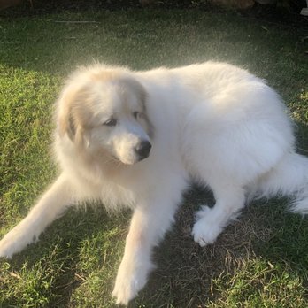 Doggie Spa - Pet Groomers Near Me - Corona, California Doggie Spa - Pet Groomers Near Me - Corona, California