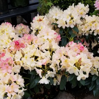 Cornell Farm - Rhodies - Nurseries & Gardening Near Me - Portland, Oregon