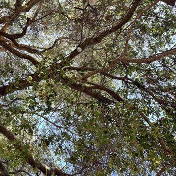 Casa Magoni - Canopy of the Oak Tree - Wineries Near Me - Guadalupe, BCN Casa Magoni - Canopy of the Oak Tree - Wineries Near Me - Guadalupe, BCN