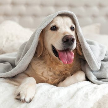 HomePets - Dog Walkers Near Me HomePets - Dog Walkers Near Me