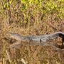 Photo of Black Point Wildlife Drive