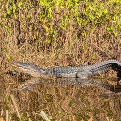 Black Point Wildlife Drive - Look at those snappers!