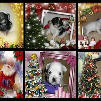 PatsysPups - Yochon , Shorkies , Zuchon for adoption ! - Pet Sitting Near Me - LaFayette, Alabama PatsysPups - Yochon , Shorkies , Zuchon for adoption ! - Pet Sitting Near Me - LaFayette, Alabama