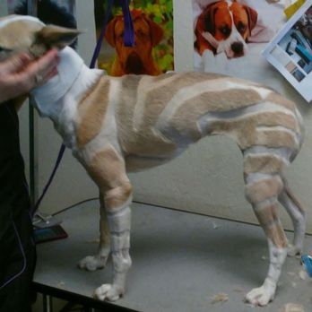 All Paws Grooming & Petsitting - Pet Groomers Near Me - Pantego, Texas All Paws Grooming & Petsitting - Pet Groomers Near Me - Pantego, Texas