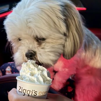 Ziggi's - Lakewood, CA - Coffee & Tea Near Me - Lakewood, California Ziggi's - Lakewood, CA - Coffee & Tea Near Me - Lakewood, California