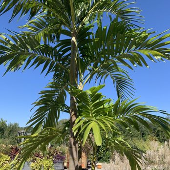 Wilson Nurseries - Nurseries & Gardening Near Me - Frankfort, Kentucky