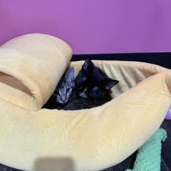 Tally Cat Cafe