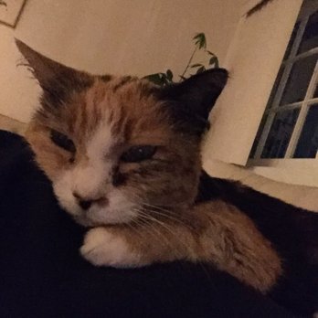 A Peaceful Ending - Veterinarians Near Me