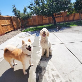 Furry Murray - Doggy daycare - Pet Sitting Near Me Furry Murray - Doggy daycare - Pet Sitting Near Me