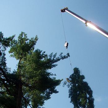 Greenleaf Services - Tree Services Near Me - Wilton, Connecticut Greenleaf Services - Tree Services Near Me - Wilton, Connecticut