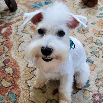 Alfonso's Mobile Grooming - Mustache and beard-- perfect!! Thank you for leaving his baby fuzz Mohawk!! - Pet Groomers Near Me Alfonso's Mobile Grooming - Mustache and beard-- perfect!! Thank you for leaving his baby fuzz Mohawk!! - Pet Groomers Near Me