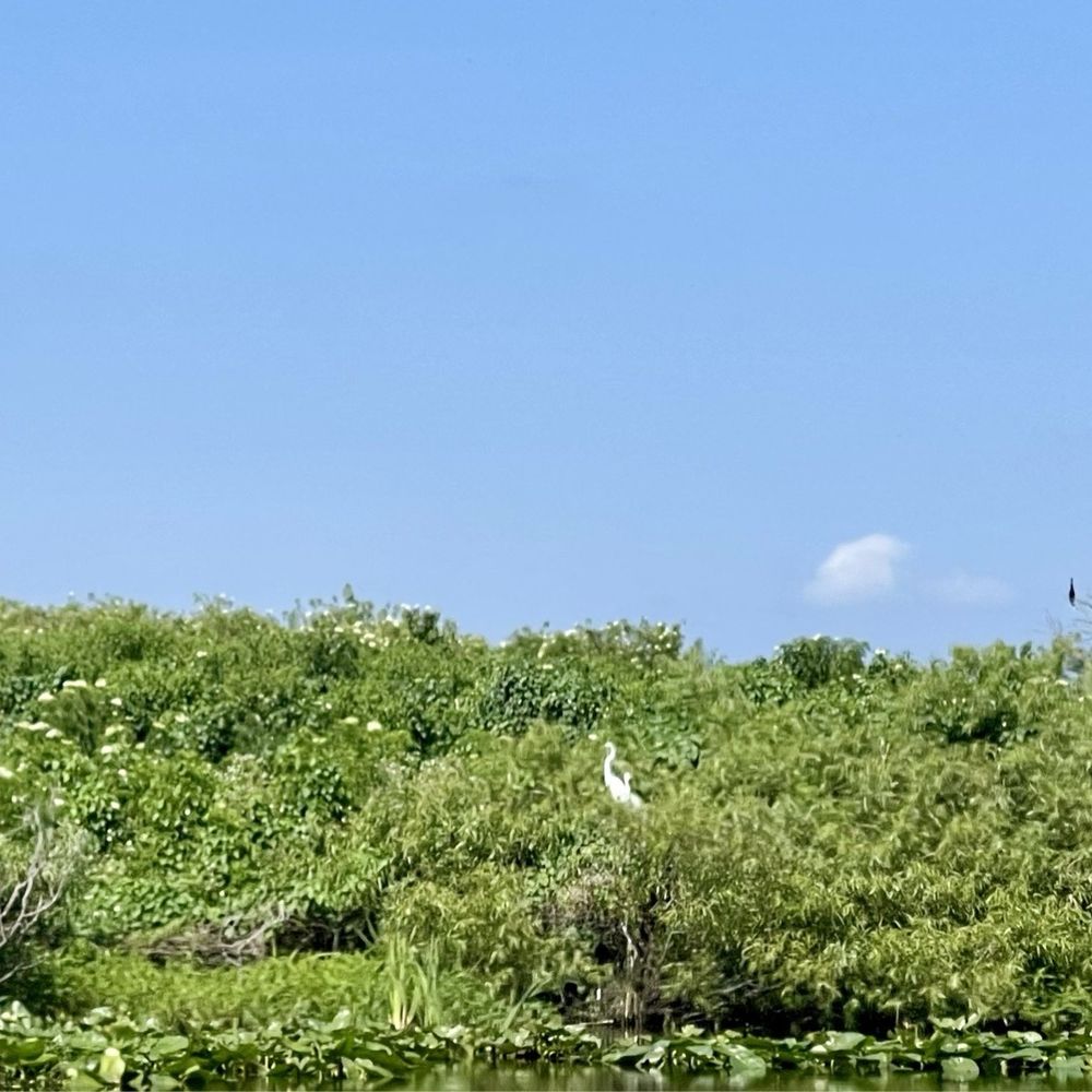 Wild Willy's Airboat Tours - Boat Tours Near Me - Saint Cloud, Florida Wild Willy's Airboat Tours - Boat Tours Near Me - Saint Cloud, Florida
