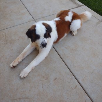 Four Paws Inn - Pet Sitting Near Me - Banning, California Four Paws Inn - Pet Sitting Near Me - Banning, California