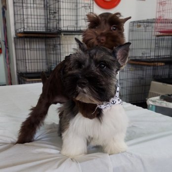 Under One Ruff - Pet Groomers Near Me - Cleburne, Texas