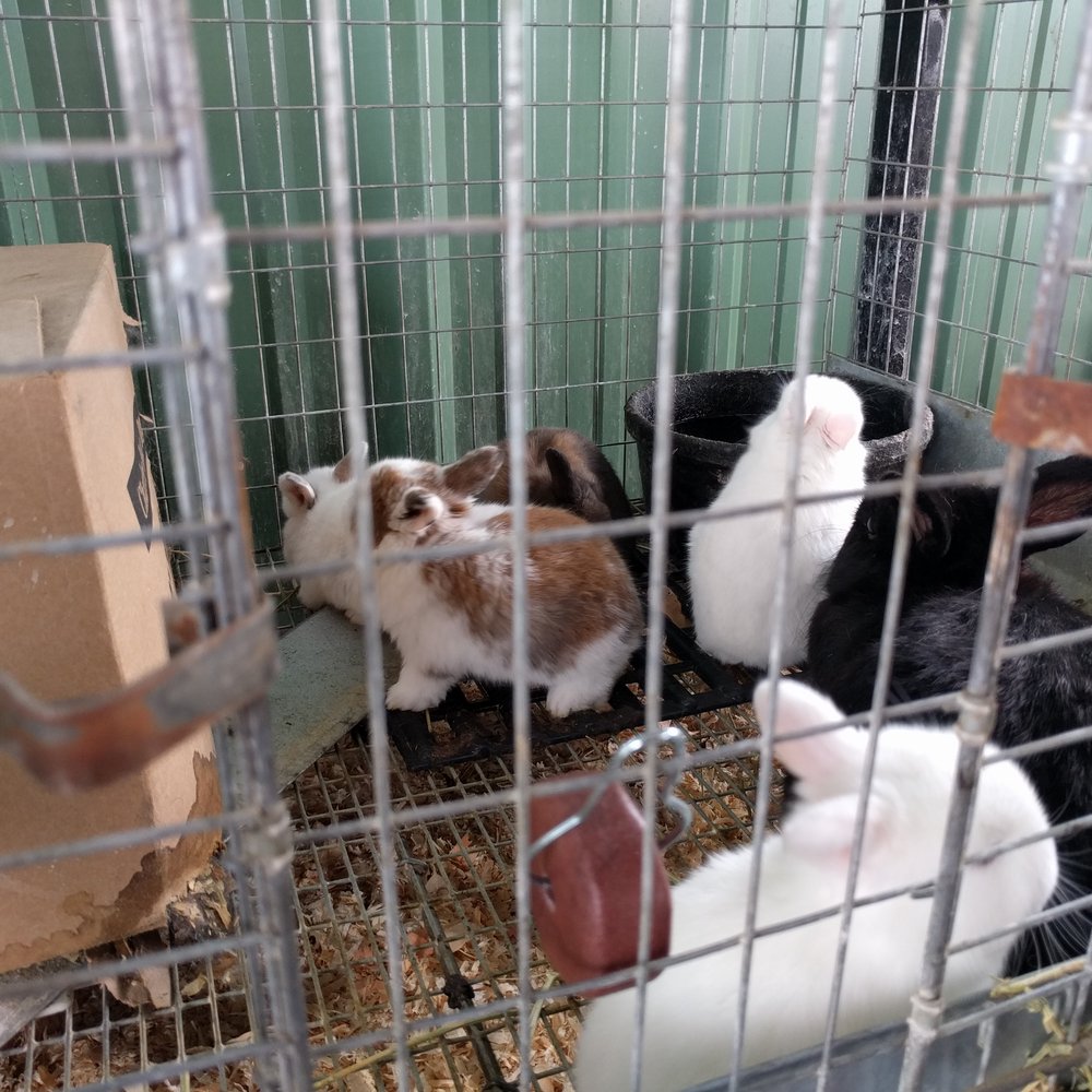 Cute rabbits