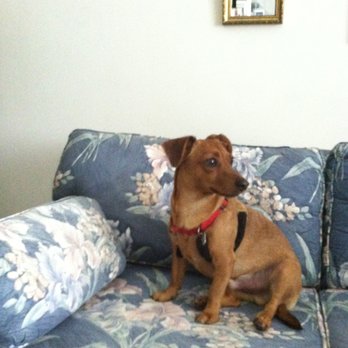 Rover Done Over - Oscar - Pet Groomers Near Me