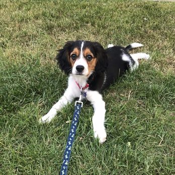 Small Animal Hospital - Veterinarians Near Me - Milwaukee, Wisconsin Small Animal Hospital - Veterinarians Near Me - Milwaukee, Wisconsin