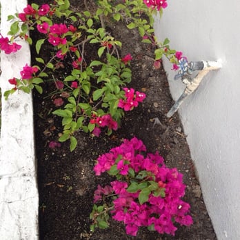 Lighthouse Garden Center - From a DIFFERENT nursery...gorgeous and growing! - Nurseries & Gardening Near Me - Miami, Florida