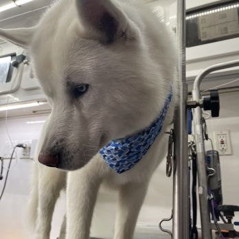 Very Important Puppy - Pet Groomers Near Me Very Important Puppy - Pet Groomers Near Me