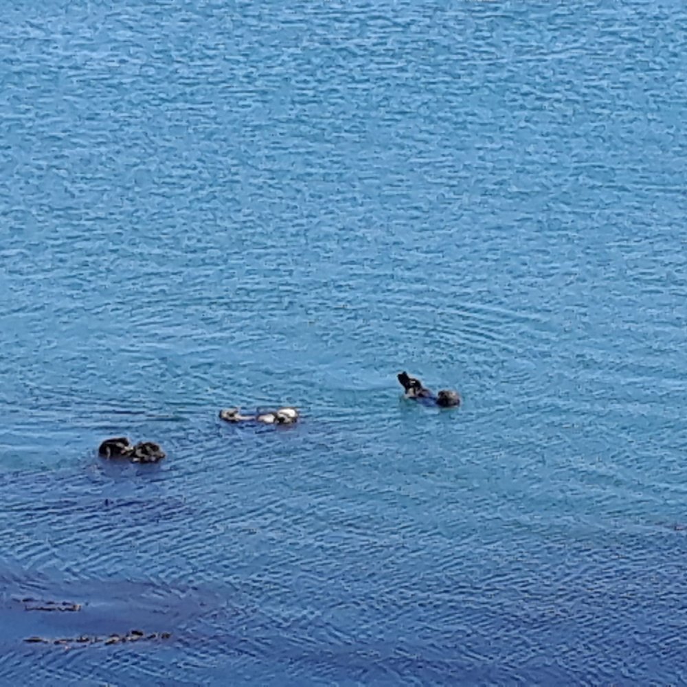 See the otters? See the otters?