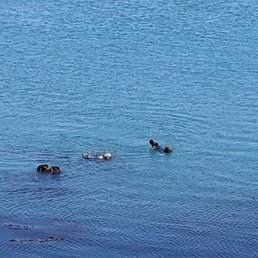 See the otters? See the otters?