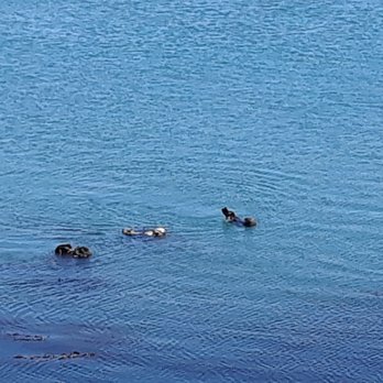 Morro Bay State Park - See the otters? - Beaches Near Me - Morro Bay, California Morro Bay State Park - See the otters? - Beaches Near Me - Morro Bay, California