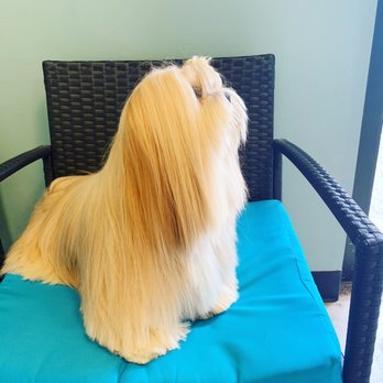 Doggy Amour Grooming - One of Nikki's latest groom. - Pet Groomers Near Me - Tigard, Oregon