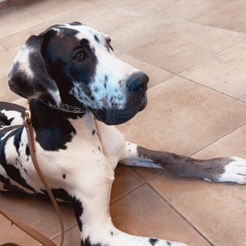 South Texas Veterinary Ophthalmology - Veterinarians Near Me - San Antonio, Texas South Texas Veterinary Ophthalmology - Veterinarians Near Me - San Antonio, Texas