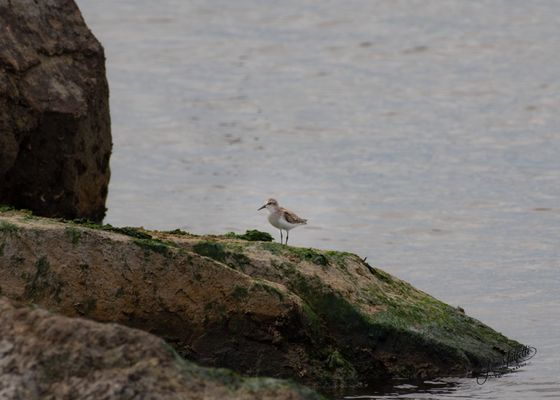 Sandy Hook – Gateway National Recreation Area by null