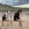 Granite Mountain Dog Training gift card