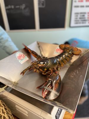 Trenton Bridge Lobster Pound by null