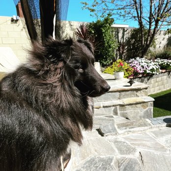 Maggies Grooming - Pilot The Wonder Sheltie loves going to Maggie's. - Pet Groomers Near Me - Simi Valley, California