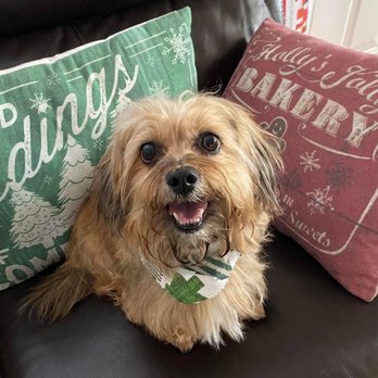 Cougar Paws Pet Parlor - Pet Groomers Near Me - Waco, Texas