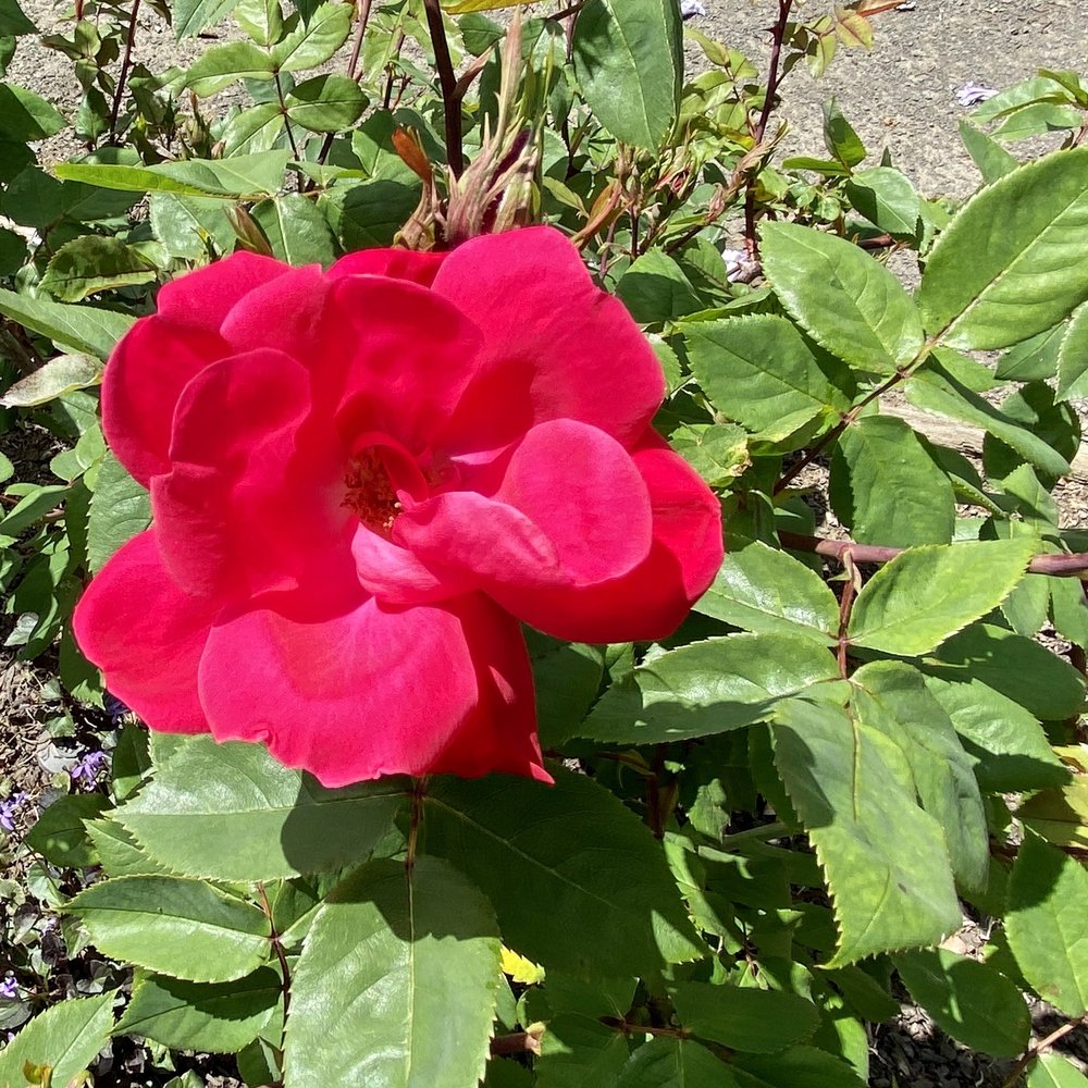 Owen Rose Garden - Parks Near Me - Eugene, Oregon Owen Rose Garden - Parks Near Me - Eugene, Oregon