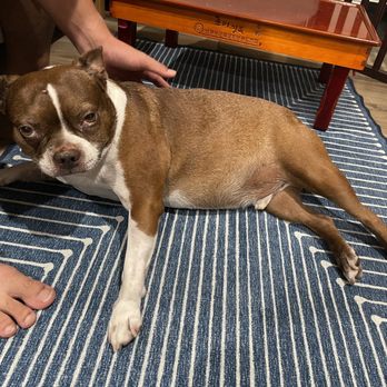 Dr Marchi - Pet Euthanasia at Home - Veterinarians Near Me - Long Beach, California Dr Marchi - Pet Euthanasia at Home - Veterinarians Near Me - Long Beach, California