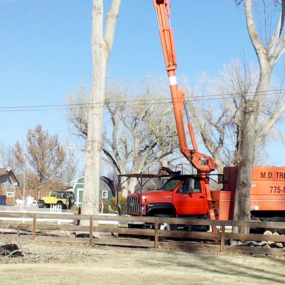 MD Tree Surgery - Tree Services Near Me - Fallon, Nevada
