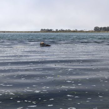 Kayak Connection - Sea otter - Rafting/Kayaking Near Me - Moss Landing, California Kayak Connection - Sea otter - Rafting/Kayaking Near Me - Moss Landing, California