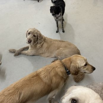 Preferred Pet Care - Pet Boarding Near Me - St. Augustine, Florida Preferred Pet Care - Pet Boarding Near Me - St. Augustine, Florida